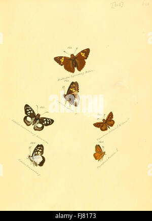 Ein Beitrag zur Sammlung exotischer Schmetterlinge mit Illustration einer Art aus der Lepidopterenordnung Stockfoto