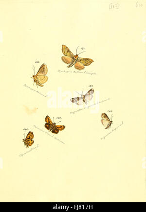 Ein Beitrag zur Sammlung exotischer Schmetterlinge mit Arten aus verschiedenen Teilen der Welt, mit Schwerpunkt auf Schmetterlingen und Falter. Stockfoto