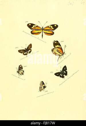 Ein illustriertes Werk über exotische Schmetterlinge und Falter, das sich auf Arten konzentriert, die in Platte 125 dargestellt sind. Diese Sammlung trägt zur Untersuchung von Schmetterlingsarten und ihrer Klassifizierung bei. Stockfoto