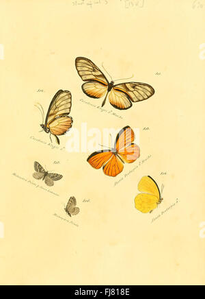 Eine Arbeit konzentrierte sich auf die Sammlung exotischer Schmetterlinge und präsentierte detaillierte Abbildungen und Beschreibungen seltener Arten. Stockfoto