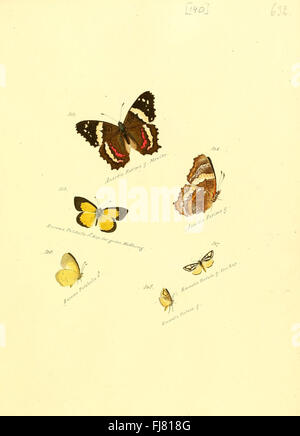 Sammlung exotischer Schmetterlinge und Falter, mit detaillierten Illustrationen und Beschreibungen von Schmetterlingsarten. Stockfoto