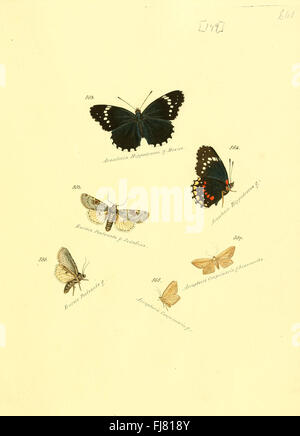 Eine Ergänzung zur Sammlung exotischer Schmetterlinge mit detaillierten Abbildungen seltener Arten außerhalb Europas, die sich auf ihre Klassifizierung und ökologische Rolle konzentrieren. Stockfoto