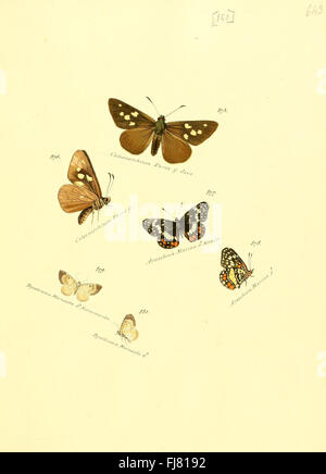 Zuträge zur Sammlung exotischer Schmetterlinge (Teller 151) Stockfoto