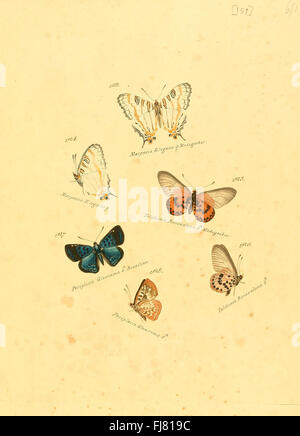 Zuträge zur Sammlung exotischer Schmetterlinge (Teller 159) Stockfoto