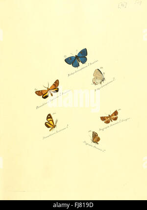 Zuträge zur Sammlung exotischer Schmetterlinge (sic) (Platte 16) Stockfoto