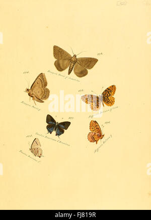 Eine Ergänzung zur Sammlung exotischer Schmetterlinge und Falter mit illustrierten Tellern seltener Arten. Stockfoto