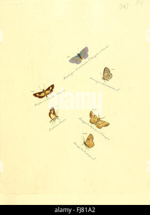 Diese Sammlung ergänzt die Untersuchung exotischer Schmetterlinge und Falter mit Illustrationen seltener Arten. Sie hebt die biologische Vielfalt, die Identifizierung von Arten und die Erhaltung hervor und bietet Einblicke in die ökologische Rolle dieser Insekten. Stockfoto