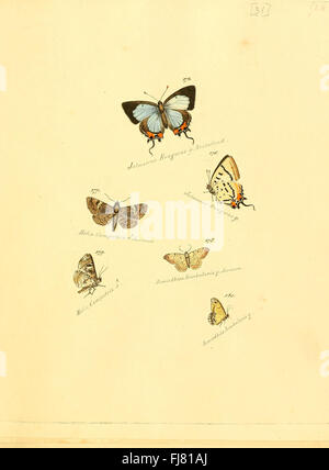 Zuträge zur Sammlung exotischer Schmetterlinge (Teller 31) Stockfoto