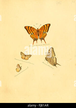 Ein Werk über die Sammlung exotischer Schmetterlinge und Falter, mit Illustrationen verschiedener Arten. Stockfoto