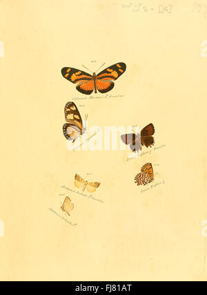 Eine Sammlung exotischer Schmetterlinge und Falter mit detaillierten Abbildungen und Beschreibungen dieser Arten, mit Schwerpunkt auf seltenen und exotischen Sorten. Stockfoto