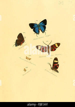 Ein Beitrag zur Sammlung exotischer Schmetterlinge mit einer Illustration seltener Mottenarten Stockfoto