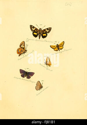 Zuträge zur Sammlung exotischer Schmetterlinge (Teller 40) Stockfoto