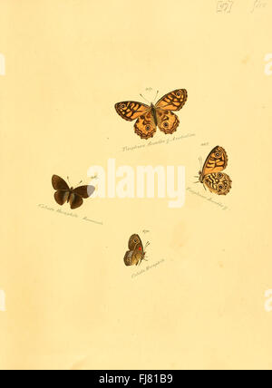 Zuträge zur Sammlung Exotischer Schmetterlinge (Teller 47) Stockfoto