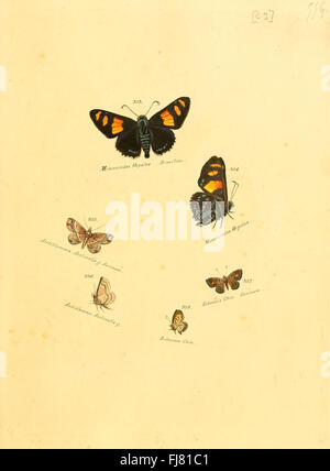 Eine Sammlung exotischer Schmetterlinge mit detaillierten Abbildungen von wenig bekannten Arten außerhalb Europas mit Schwerpunkt auf ihrer Taxonomie und Klassifizierung. Stockfoto