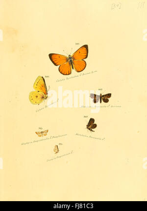 Eine illustrierte Sammlung exotischer Schmetterlinge und Falter mit detaillierten Darstellungen von Arten aus verschiedenen Regionen Stockfoto