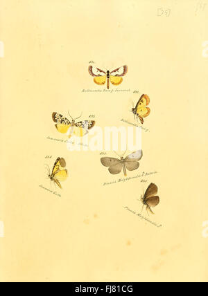 Eine illustrierte Arbeit über die Sammlung exotischer Schmetterlinge, die seltene und exotische Arten aus der ganzen Welt zeigt Stockfoto