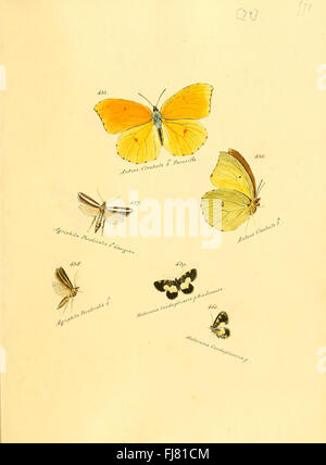 Die Sammlung bietet detaillierte Studien über exotische Schmetterlinge und Falter, mit Bildwerken über Schmetterlinge, einschließlich seltener Arten. Die Smithsonian Institution Libraries verfügen über Ressourcen zur Identifizierung von Schmetterlingen, zu evolutionären Studien und zur Biodiversität, wobei tropische Ökosysteme hervorgehoben werden. Die Forschung trägt zum Verständnis des Insektenverhaltens, der Taxonomie der Schmetterlinge, der Naturschutzbemühungen und der ökologischen Auswirkungen bei. Stockfoto