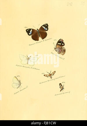 Eine Sammlung exotischer Schmetterlinge mit Arten aus tropischen Regionen mit detaillierten Abbildungen auf Platte 83. Stockfoto