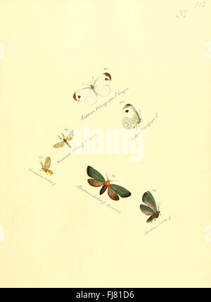 Eine Sammlung exotischer Schmetterlinge mit einer detaillierten Darstellung einer Schmetterlingsart und ihrer Taxonomie, die außerhalb Europas stammen. Stockfoto