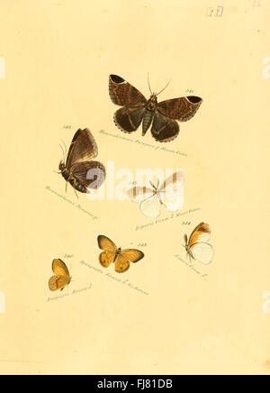 Eine Sammlung exotischer Schmetterlinge und Falter, mit Illustrationen aus einem Werk über Lepidoptera, untergebracht in wissenschaftlichen Sammlungen. Stockfoto