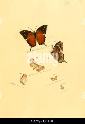 Eine illustrierte Arbeit über exotische Schmetterlinge und Falter, mit einer Platte mit Arten aus der Sammlung exotischer Schmetterlinge. Stockfoto
