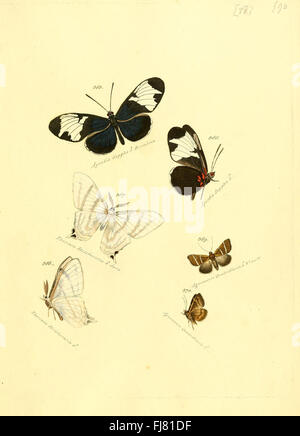 Zuträge zur Sammlung exotischer Schmetterlinge (sic) (Platte 98) - eine Ergänzung zu einer Sammlung exotischer Schmetterlinge mit Arten aus tropischen und subtropischen Regionen. Stockfoto
