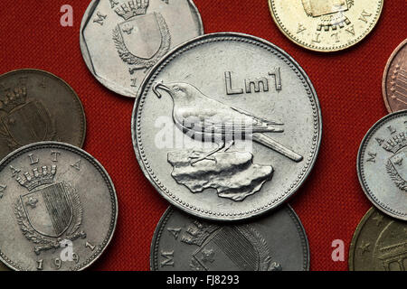 Münzen aus Malta. Blauen Rock Soor (Monticola Solitarius) in der maltesischen ein-Lira-Münze abgebildet. Stockfoto