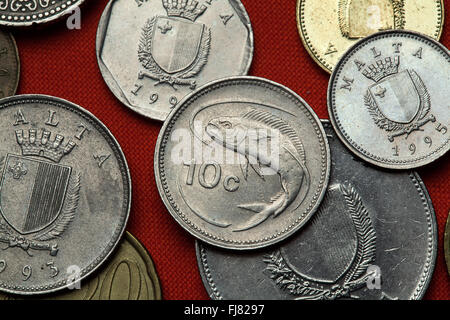 Münzen aus Malta. Goldmakrele (Coryphaena Hippurus) in der maltesischen 10-Cent-Münze abgebildet. Stockfoto