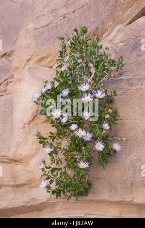 Die Orcutt Woody Aster in Fish Creek waschen, Anza-Borrego Desert State Park, Kalifornien. Stockfoto