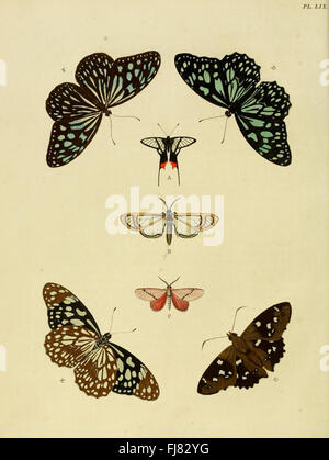Ein Anhang zu den Arbeiten über fremde Schmetterlinge mit detaillierten Abbildungen und Beschreibungen von Lepidoptera-Arten aus Suriname und anderen Regionen. Sammlung von Bibliotheken der Smithsonian Institution. Stockfoto