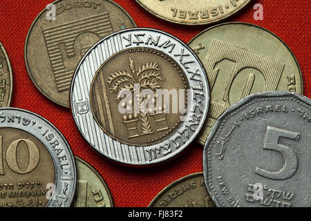 Münzen von Israel. Palme mit sieben Blättern und zwei Körbe in den israelischen zehn neue Schekel Münzen abgebildet. Stockfoto