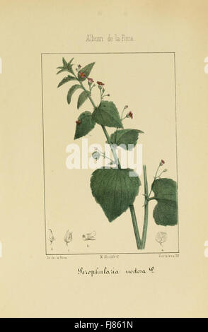 Album De La Flora mC3A9dico farmacC3A9utica C3A9 Industrie, indC3ADgena y exC3B3tica (pl. 19) Stockfoto