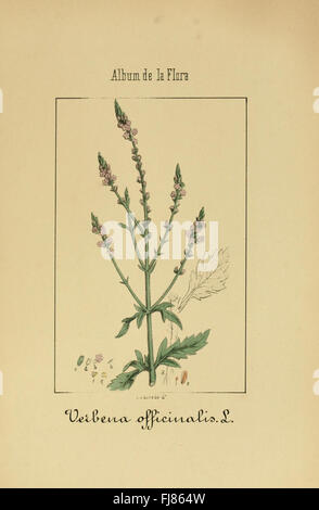 „Album de la Flora Médico-Farmacéutica e Industrial“ katalogisiert heimische und exotische Heilpflanzen mit detaillierten botanischen Illustrationen. Stockfoto