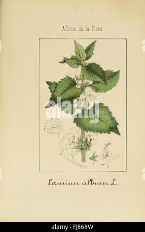 Album De La Flora mC3A9dico farmacC3A9utica C3A9 Industrie, indC3ADgena y exC3B3tica (pl. 35) Stockfoto