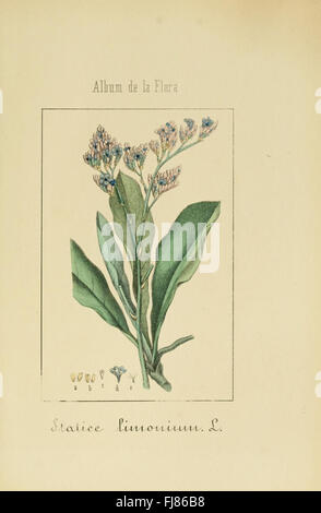 Album De La Flora mC3A9dico farmacC3A9utica C3A9 Industrie, indC3ADgena y exC3B3tica (pl. 40) Stockfoto