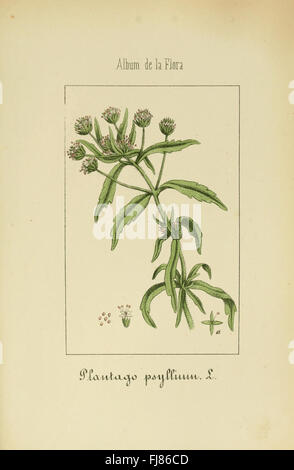 Album De La Flora mC3A9dico farmacC3A9utica C3A9 Industrie, indC3ADgena y exC3B3tica (pl. 43) Stockfoto