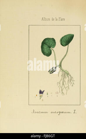 Album De La Flora mC3A9dico farmacC3A9utica C3A9 Industrie, indC3ADgena y exC3B3tica (pl. 53) Stockfoto