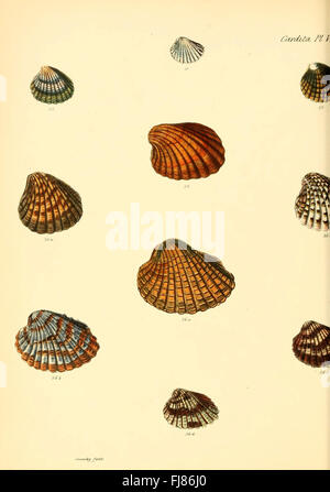 Eine Illustration aus „Conchologia iconica“, die die Muscheln von Weichtieren, insbesondere der Cardita-Art, mit detaillierten Darstellungen und Beschreibungen zeigt. Stockfoto