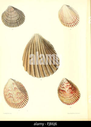 Eine Illustration aus „Conchologia Iconica“, die die Muschel der Kardiummuschel zeigt und detaillierte Darstellungen ihrer Struktur und Merkmale bietet Stockfoto