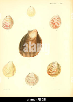 Eine Illustration aus „Conchologia Iconica“, die verschiedene Muschelarten, insbesondere Cardium, zeigt und eine detaillierte Untersuchung der Muschelschalen bietet. Stockfoto