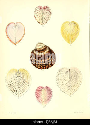 Conchologia Iconica oder Abbildungen der Schalen von molluscous Tieren Stockfoto