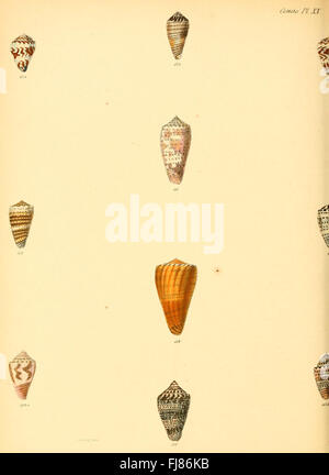 Conchologia iconica oder Illustrationen der Muscheln von Weichtieren (Conus, Platte 20), Mollusken, Bildwerke, Muscheln Stockfoto