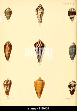 Conchologia Iconica oder Abbildungen der Schalen von molluscous Tieren (Conus, Platte 26) Stockfoto