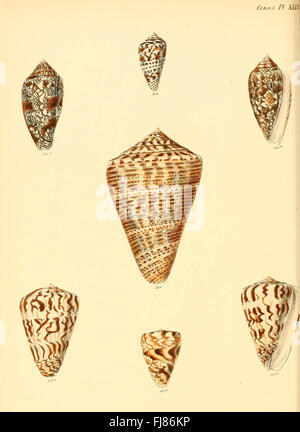 Conchologia Iconica oder Abbildungen der Schalen von molluscous Tieren (Conus, Platte 29) Stockfoto