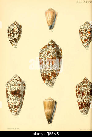 Eine Illustration aus „Conchologia Iconica“, die die Muschel der Conus-Muschel zeigt und detaillierte Darstellungen von Muschelschalen zeigt Stockfoto