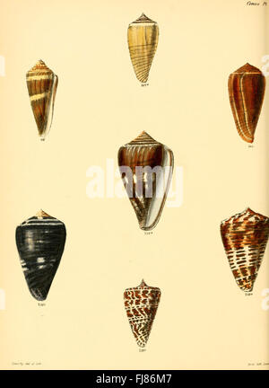 Conchologia iconica, oder, Illustrationen der Muscheln von Weichtieren (Conus, Platte 40), Mollusken, Bildwerke, Muscheln Stockfoto