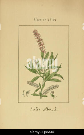 Album De La Flora mC3A9dico farmacC3A9utica C3A9 Industrie, indC3ADgena y exC3B3tica (pl. 62) Stockfoto