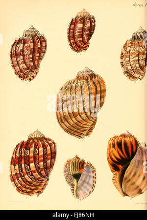 Conchologia Iconica oder Abbildungen der Schalen von molluscous Tieren (Harpa, Plate 1) Stockfoto