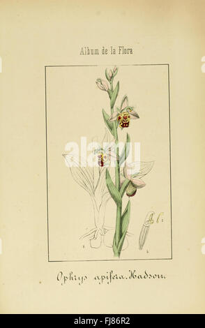 Album De La Flora mC3A9dico farmacC3A9utica C3A9 Industrie, indC3ADgena y exC3B3tica (pl. 67) Stockfoto