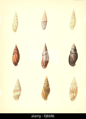 Conchologia iconica, oder, Illustrationen der Muscheln von Weichtieren (Mitra, Platte 5), Mollusken, Bildwerke, Muscheln, Muscheln, Bibliotheken Der Smithsonian Institution Stockfoto